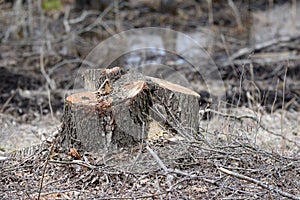 Tree forestry exploitation on an early spring day.