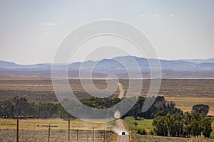 Tree form a tunnel at Elko County