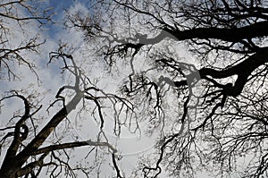 Tree formation against the sky