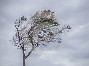 Tree formed by the wind on the west coast of darss