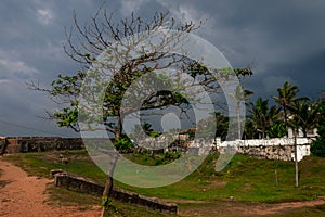 Tree in fort in Gale, Sri Lanka. Old town and dramatic sky