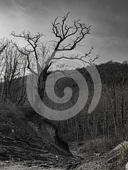 Tree with a foundation