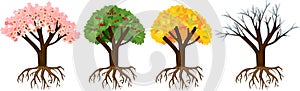 Tree at four seasons: spring, summer, autumn, winter.
