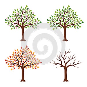 Tree in four seasons - spring, summer, autumn, winter. Isolated on white background.