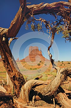 Tree framed Monument Valley