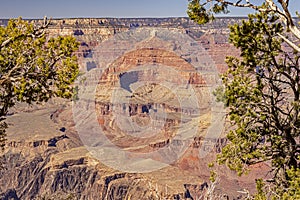 A tree frames the vastness of the Grand Canyon