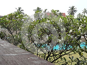 tree of frangipani with flowers of plumeria clicked from terrace clicked in colombo sri lanka