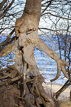 Tree with free-standing roots