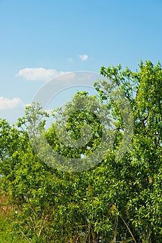 Tree of fresh green and blue sky