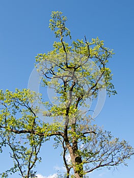 Tree fresh green foliage in the spring on a sunny day