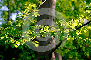 Tree with fresh green leaves in the forest