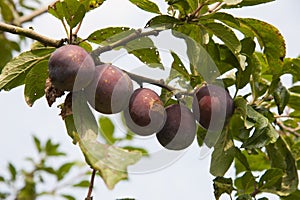 Tree with fresh plums