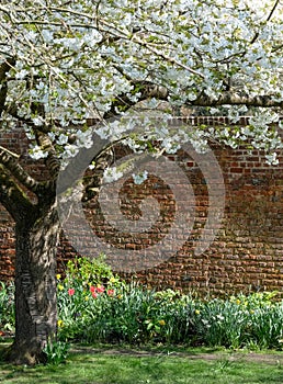 Tree with fresh white blossom, outside the hisoric walled garden at Eastcote House Gardens, Hillingdon, London, UK.