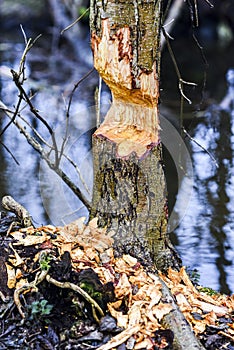 A tree freshly bitten by a beaver in the forest.