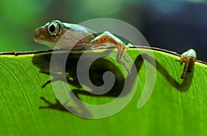 Tree frog