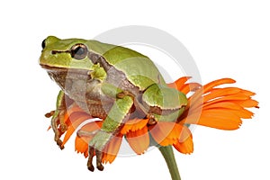 Tree-frog