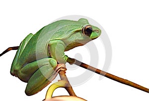 Tree frog