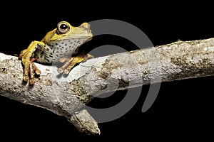 Tree frog
