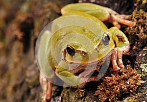 tree frog