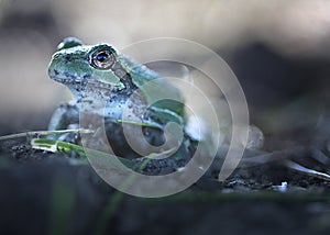 Tree Frog