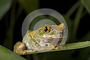 Tree frog