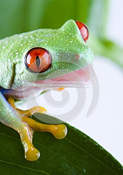 Tree frog