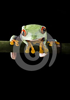 Tree frog