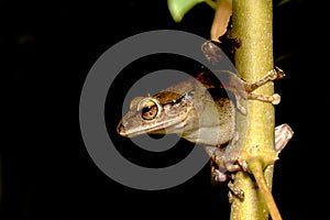 Tree frog