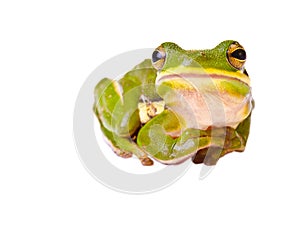 Tree frog