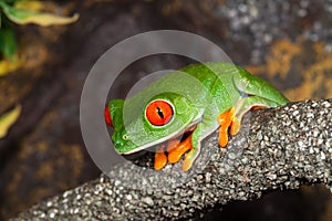 Tree frog