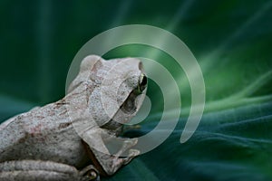 Tree frog
