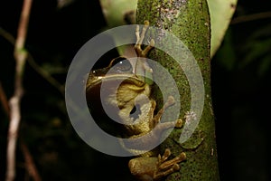 Tree frog