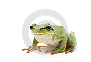 Tree frog