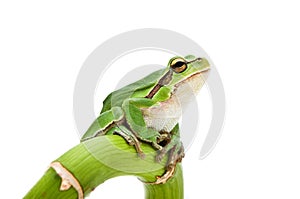 Tree frog