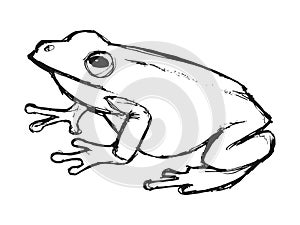 Tree frog