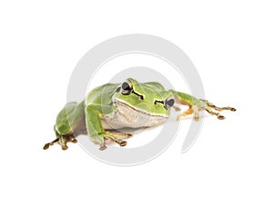 Tree frog