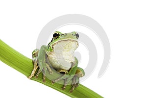 Tree frog