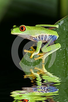 Tree frog