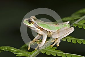 Tree Frog