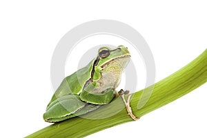 Tree frog