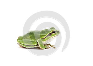 Tree frog