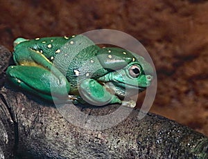 Tree Frog