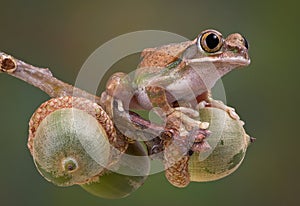 Tree frog on acorns