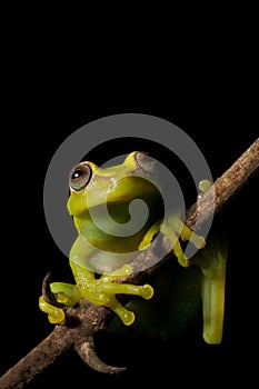 tree frog amazon tropical rainforest amphibian