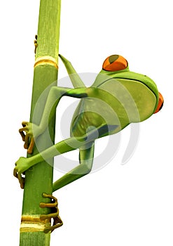 Tree frog on bamboo bole isolated