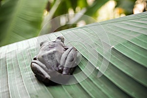 Tree Frog on the banana leaf