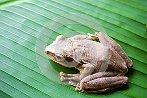 Tree Frog on the banana leaf