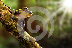 Tree frog basking in tropical sun