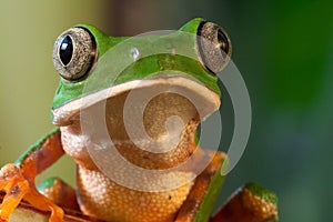 tree frog with big eyes tropical rain forest