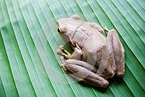 Tree Frog on the big green leaf